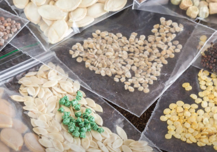Common Mistakes in Storing Seeds in Winter: How to Avoid Losses